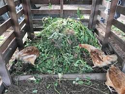 Setiap 3 m dibuat saluran drainase sepanjang barisan tanaman. Kaedah Sustainable Farming Cara Buat Baja Organik Daripada Sayur Reject Petani Kena Tahu
