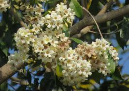 Image result for Cordia mukuensis