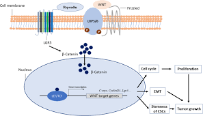 Yun che, would you mind telling me the name of this pellet? Lgr5 In Cancer Biology Functional Identification Of Lgr5 In Cancer Progression And Potential Opportunities For Novel Therapy Stem Cell Research Therapy Full Text