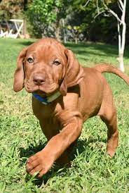 Hungarian Vizsla Puppy Vizsla Puppies Vizsla Dogs Baby Dogs