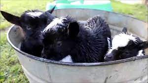 Generally, after 3 months of age, inject 2 cc subcutaneously and repeat in two to four weeks. Triplet Baby Goats Get A Bath Youtube