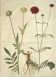 Image result for Cephalaria
