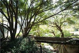 大平窩村 人間桃花源 與時節並進的簡單最高境界 plants tree tree trunk
