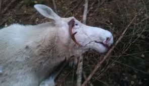 Norway hunter shoots rare white elk