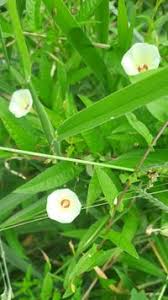 Image result for Xenostegia tridentata