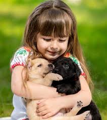 Check spelling or type a new query. Best Pets Small Pets For Kids The Y Guide