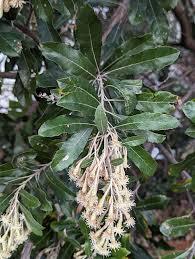 Image result for Brachylaena