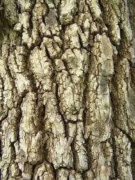 Image result for Terminalia macroptera