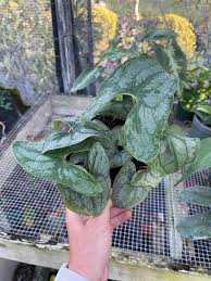 Image result for Stylochaeton