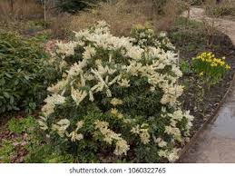 Image result for Pieris japonský debutante obrázek