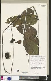 Image result for Combretum cinereopetalum