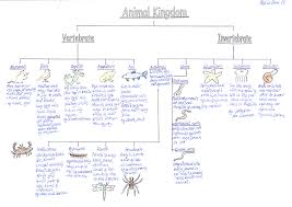 Animal Worksheet New 528 Animal Classification Worksheet