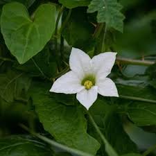 Image result for Coccinia