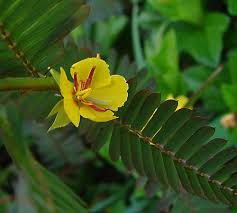 Image result for Chamaecrista grantii