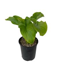Image result for Zantedeschia