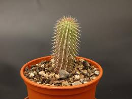 Image result for Hoodia currorii