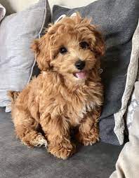 Pinterest Log In Download The Pups Dollybridge Collection By Dulcie Cambridge 19 Pins 114 Followers Last Updated 1 Year Ago 3 Beautiful Pooton Puppies 7 Weeks Old Olds Puppies Animals Pets Pooton Puppies More Information Olds Puppies