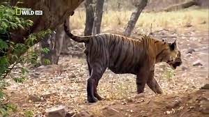Discovery Channel Tigers Revenge 2015 Discovery Wild Animal Documentary Video Dailymotion