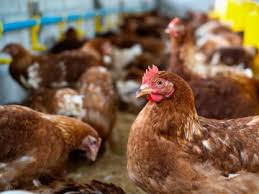 China detecta el primer caso mundial de gripe aviar h10n3 en humanos. Lcypeyitgeyy1m
