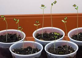 Starting Milkweed Seeds Indoors Part 3 Milkweed Seeds Milkweed Plant Milkweed