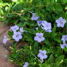 Image result for Vandellia humilis