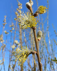 Image result for Goat Willow