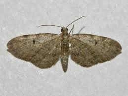 Image result for Eupithecia tenuiata