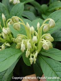 Image result for Clerodendrum incisum