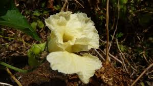Image result for Momordica foetida