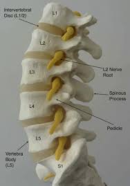 Image result for Lumbar vertebrae