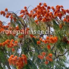 Image result for Colvillea