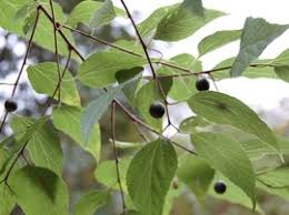 Image result for Celtis