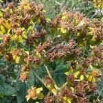 Image result for Senecio maranguensis