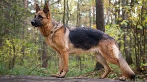 How much should a german shepherd cost? German Shepherd Dog Breed Information Characteristics Daily Paws
