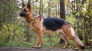 Our akc registered german shepherds and german shepherd puppies are from german import, show line working dogs. German Shepherd Dog Breed Information Characteristics Daily Paws