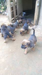The boerboel rottweiler mix, is a mixed breed dog resulting from breeding the boerboel and the rottweiler. Rottweiler Boerboel Mix Puppies Available Pets Nigeria