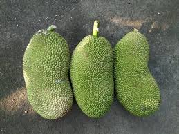 Image result for Moraceae