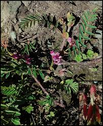 Image result for Astragalus atropilosulus