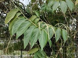 Image result for Piperaceae