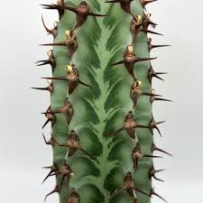 Image result for Euphorbia didiereoides