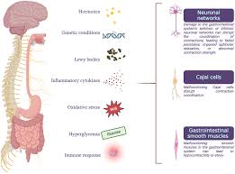 Image result for Autonomic Dysfunction