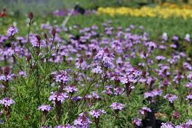 Image result for Nemesia lilacina