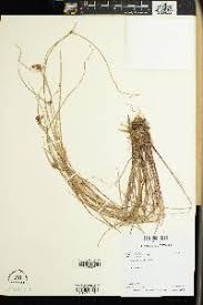 Image result for Pycreus niger