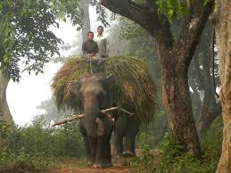 Elephant Misery | IWB