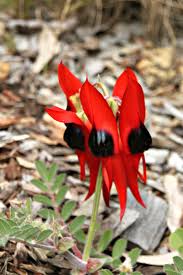Check spelling or type a new query. The Incredible Wildflowers Of Western Australia West Australian Explorer