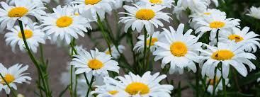 Check spelling or type a new query. Des Vivaces Qui Fleurissent Presque Comme Des Annuelles Mjardiner