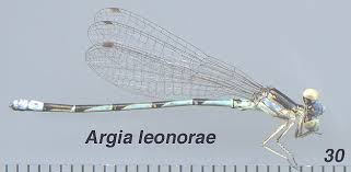 Image result for Ouratea andongensis