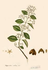 Image result for Hippocratea indica