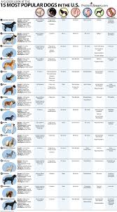 25 Images Dog Breed Chart