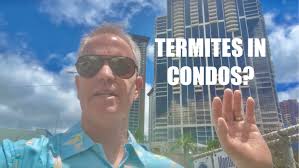 Why Do a Termite Inspection When Buying a Condo in Hawaii?